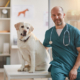 How to Find the Perfect Vet 