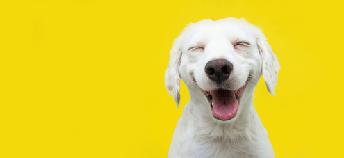 How to Tell If Your Dog is Happy! 