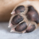 Interesting Facts About Dog Paws 