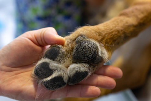 Paw Pad Injuries in Dogs 