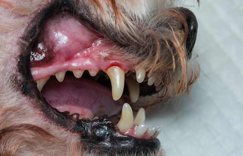 Preventing Loose Teeth in Dogs