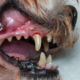 Preventing Loose Teeth in Dogs