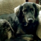 Spotlight Breed Afador 