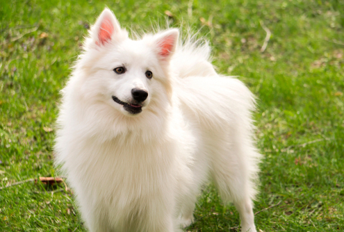 Spotlight Breed American Eskimo Dog 