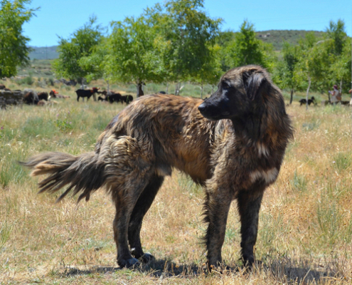 Spotlight Breed Estrela Mountain Dog 