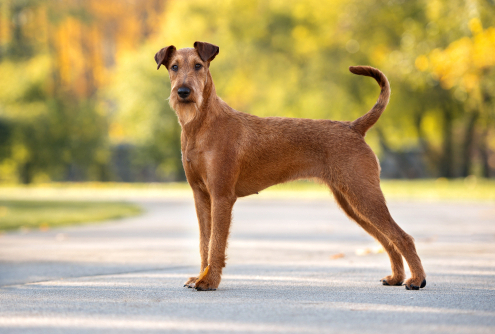 Spotlight Breed Irish Terrier 