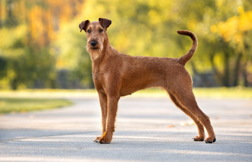 Spotlight Breed Irish Terrier 