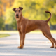 Spotlight Breed Irish Terrier 