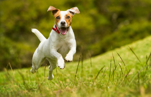 Spotlight Breed Jack Russell Terrier 