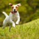 Spotlight Breed Jack Russell Terrier 