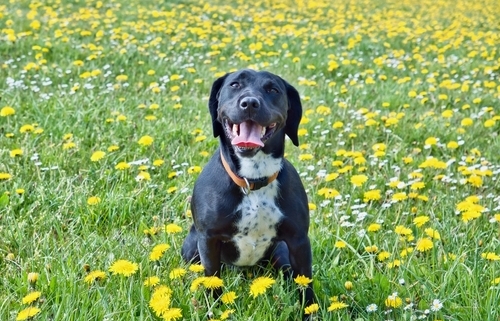 Spotlight Breed Springador