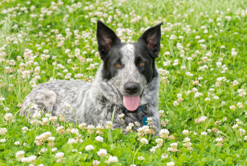 Spotlight Breed Texas Heeler