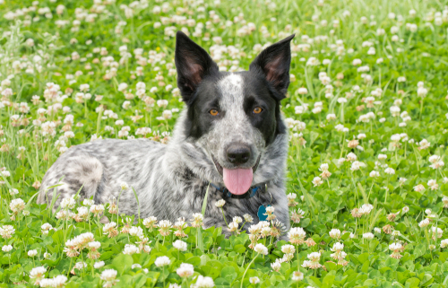 Spotlight Breed Texas Heeler