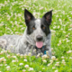 Spotlight Breed Texas Heeler