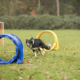 The Basics of Dog Agility Training 