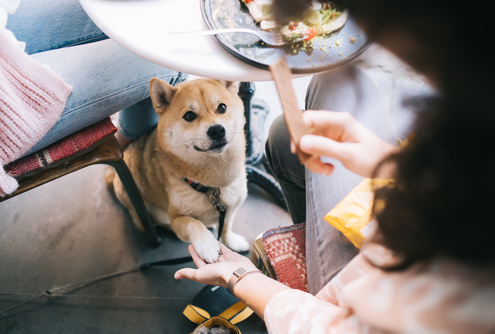 The Truth About Table Food for Dogs 