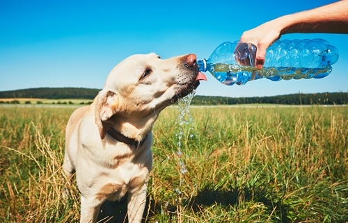 Tips for Walking Your Dog in Hot Weather 