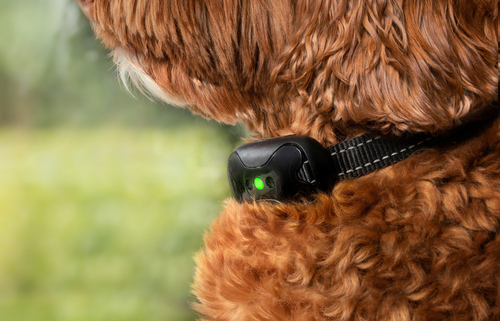 Vibration Collars for Dogs  