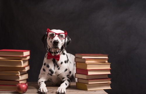 We Recommend These Five Dog Books