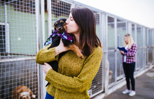 What You Should Know About Shelter Dogs 