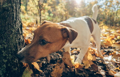 Why Does My Dog Love to Sniff Things 