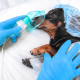Anesthesia for Dogs 