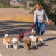 Benefits of Hiring a Dog Walker