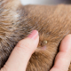 Bugs to Watch Out for If You Have Dogs 