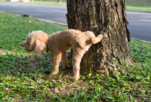 Dog Marking 