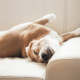 Dog Sleeping Positions 