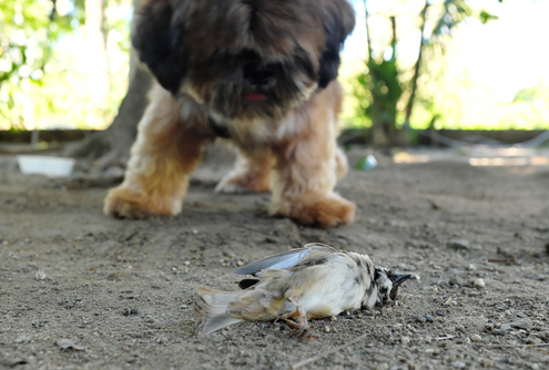 Dogs & Dead Birds 