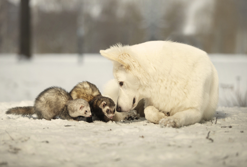 Dogs & Ferrets – Can They Get Along 