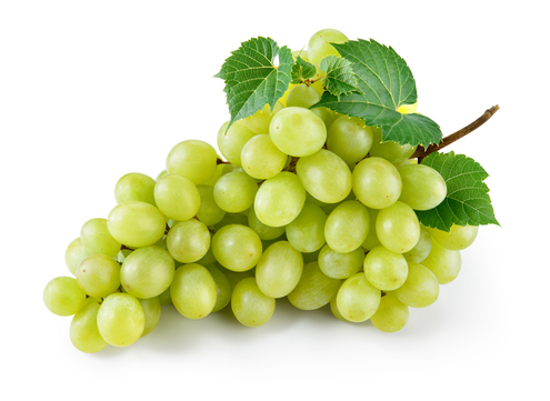 Dogs & Grapes – What You Need to Know 