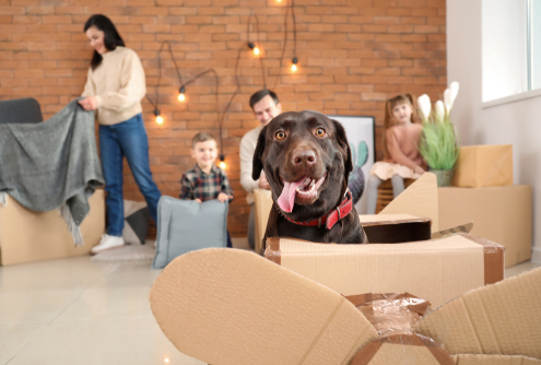 Helping Dogs Adjust to a New Home