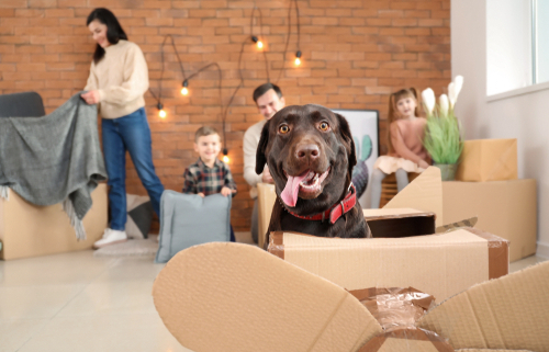 Helping Dogs Adjust to a New Home