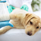 My Dog Broke Their Leg – What Do I Need to Do 