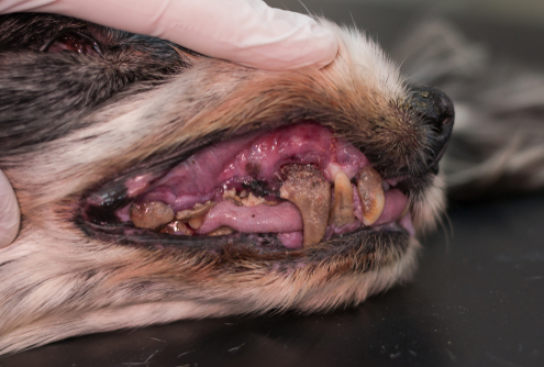 Signs That Your Dog May Have Dental Pain