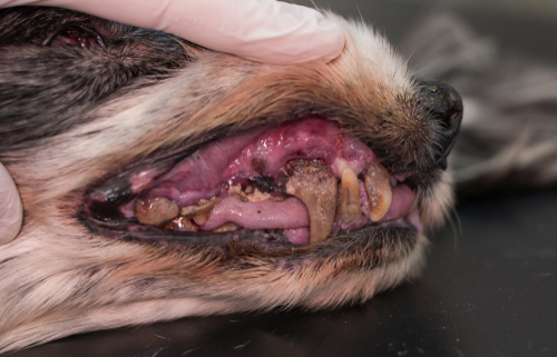 how do you know if your dog has a gum infection