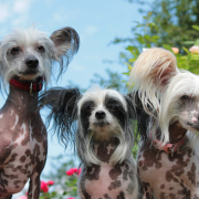 Spotlight Breed Chinese Crested 