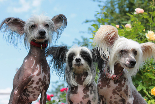 Spotlight Breed Chinese Crested 