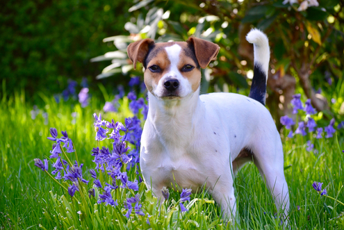 Spotlight Breed Danish-Swedish Farmdog 