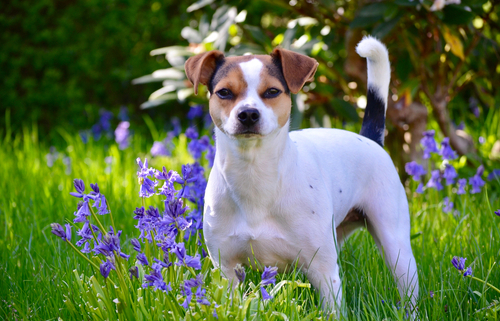 Spotlight Breed Danish-Swedish Farmdog 