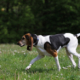 Spotlight Breed English Foxhound 