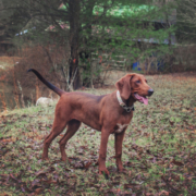 Spotlight Breed Redbone Coonhound 