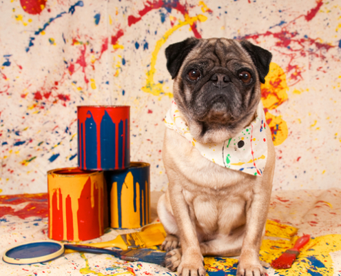 The Dangers of Paint & Pets
