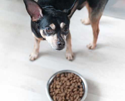 Tips on How to Change Dog Food 
