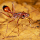 Tips to Keep Ants Away from Dogs 