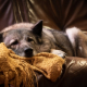 Why is Sleep Important for Dogs with Joint Issues 