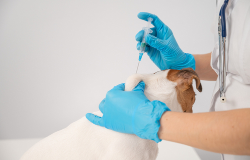 Dog Vaccinations – Why Are They Important 