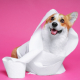 Dogs & Paper Towels – What You Need to Know 